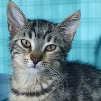 HYACINTHE CHA, chatte à adopter