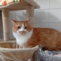 YORICK, chat à adopter