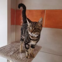 Macan, chat à adopter