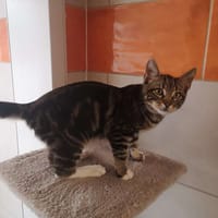 Icare, chat à adopter