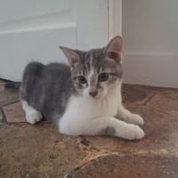 LISA, chatte à adopter