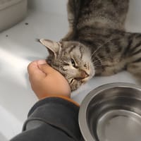 AMBRE ( A TROUVE SA FAMILLE), chatte à adopter