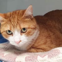 SANGOHAN, chat à adopter