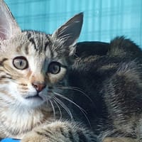 CLOTILDE CHA, chatte à adopter