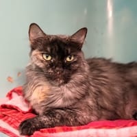 LILY, chatte à adopter