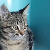 SATOSHI CHA, chat à adopter