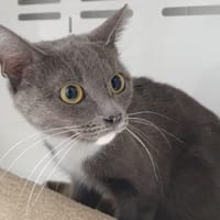 BUKIT CHA, chatte à adopter