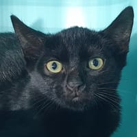 LUAK CHA, chat à adopter