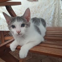MAGGIE, chatte à adopter