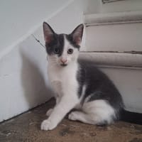 BART, chatte à adopter
