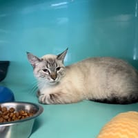 CHATAIGNE (A TROUVER SA FAMILLE), chatte à adopter