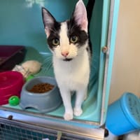 MIEL (A TROUVER SA FAMILLE), chat à adopter