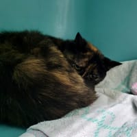 BETTY, chatte à adopter