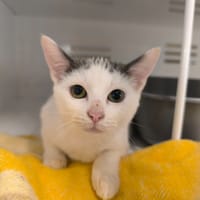 MISOU, chatte à adopter