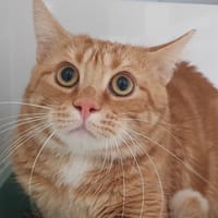FILAO CHA, chat à adopter