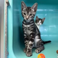 SAPHIR ( A TROUVE SA FAMILLE), chat à adopter