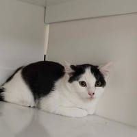crapule, chat à adopter