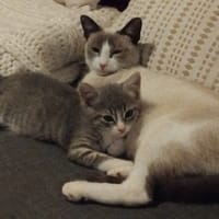alaska, chatte à adopter