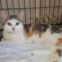RICOTTE, chatte à adopter