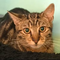 STAR, chat à adopter