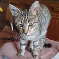 COLIBRI C, chat à adopter