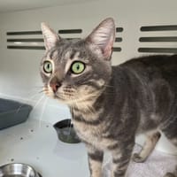 Maestro, chat à adopter