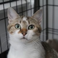 blablacat, chatte à adopter