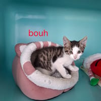 Bouh, chat à adopter