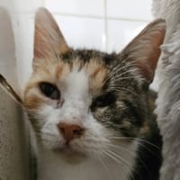 MOÏRA, chatte à adopter