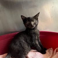 Meiga, chatte à adopter