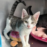 Scylla, chatte à adopter