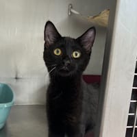 Poème, chat à adopter