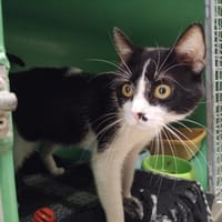 MEWTWO PAB29257, chat à adopter