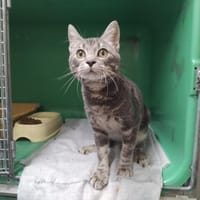 CHACRIPAN PAB29251, chat à adopter