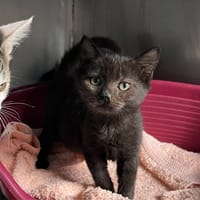 Camène, chatte à adopter