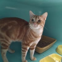 PYROLI PAB29248, chat à adopter