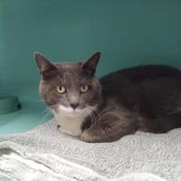 FLAMIAOU PAB29259, chat à adopter