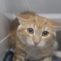 bambin, chat à adopter