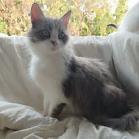 ISIS, chatte à adopter
