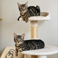 GRIBOUILLE et PEPITO JR, chat à adopter