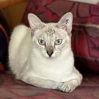 MARJOLAINE, chatte à adopter