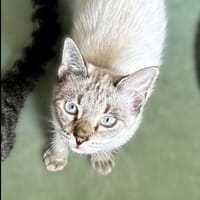 ORIGAN, chat à adopter