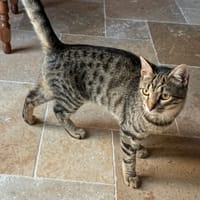 BASILIC°, chat à adopter