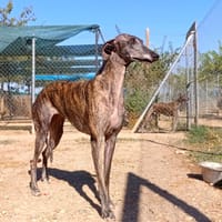DORAYAKI, chienne à adopter