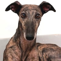 BAMBU, chienne à adopter