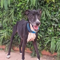 LOLITA, chienne à adopter