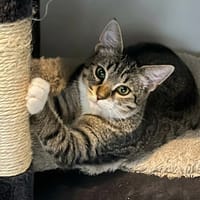 MATCHA, chat à adopter