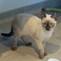 PEABODY, chat à adopter
