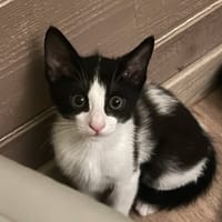 BOUNTY**, chatte à adopter