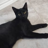 BLIZZARD, chatte à adopter